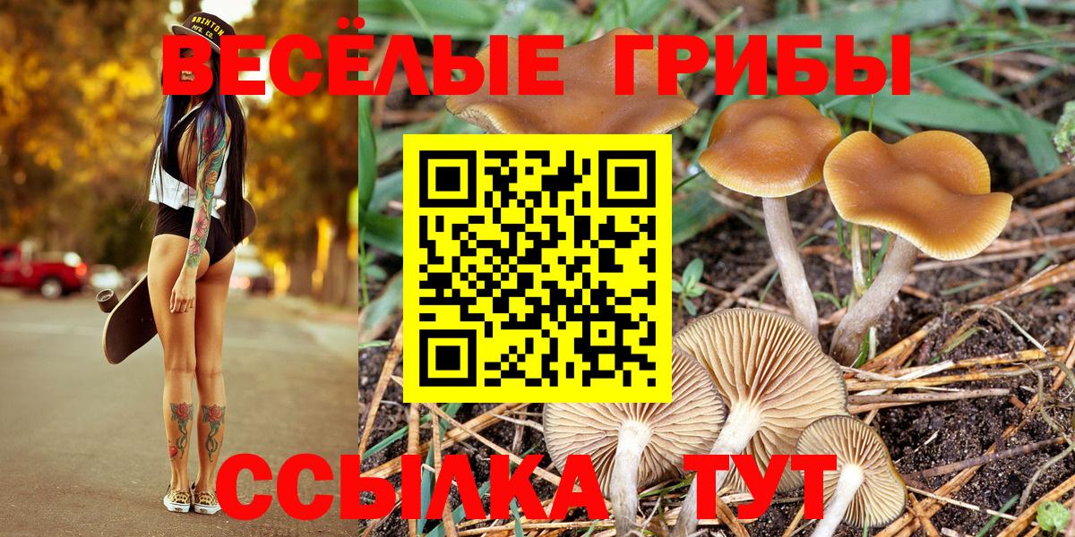 Галлюциногенные грибы Psilocybe  Вход с VPN  Кизляр  Псилоцибиновые грибы прущие грибы 